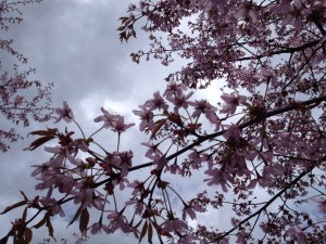 満開です！ Kirsikankukat täydessä kukassa!