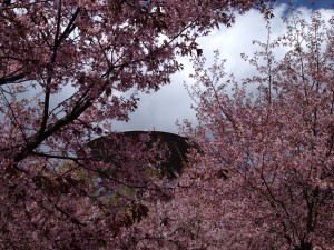 Kirsikkapuut taustallaan Roihuvuoren vesitorni.