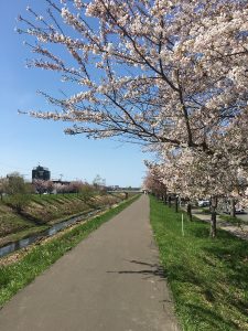 Shinkawan kirsikkapuukuja